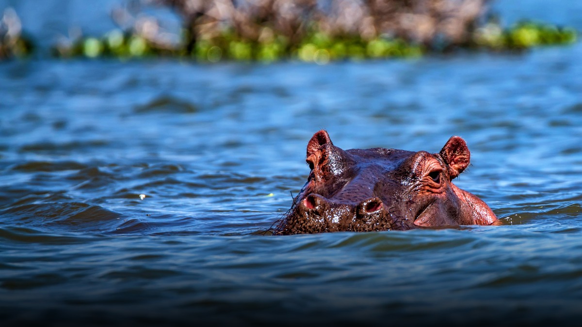 Gobierno autoriza eutanasia de hipopótamos en el Magdalena Medio para frenar su expansión