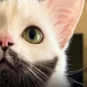 El gato con “barba perfecta” que conquistó las redes sociales