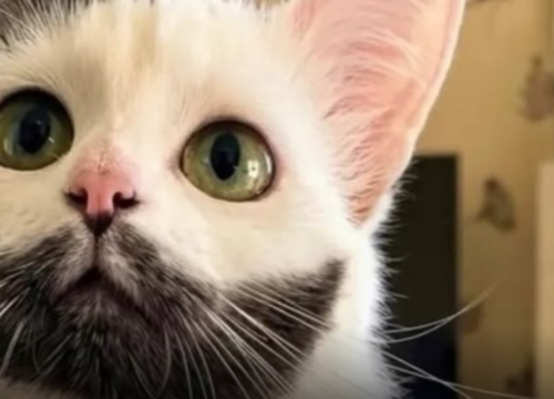 El gato con “barba perfecta” que conquistó las redes sociales