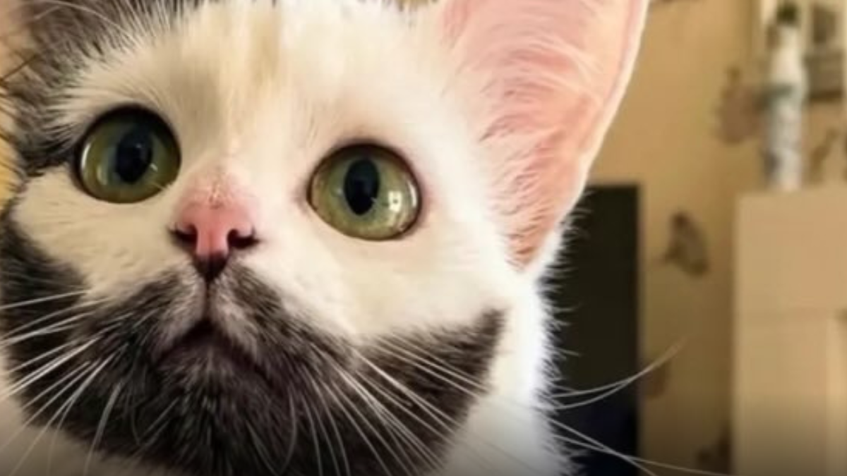 El gato con “barba perfecta” que conquistó las redes sociales