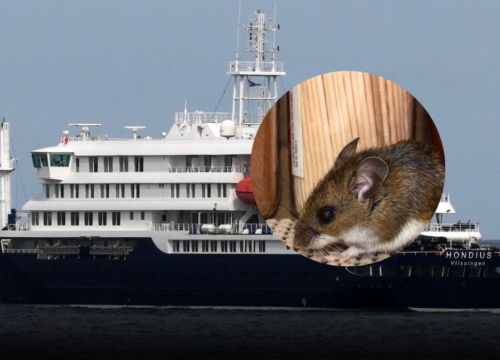 Confirman nuevos casos de hantavirus en pasajeros del crucero afectado