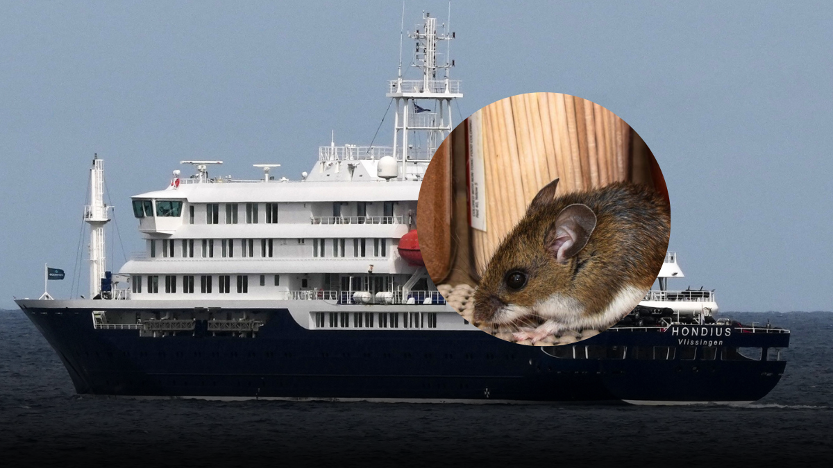 Confirman nuevos casos de hantavirus en pasajeros del crucero afectado