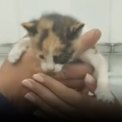 Rescatan con vida a gato bebé que estuvo atrapado tres días en una bodega
