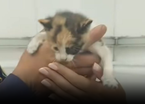 Rescatan con vida a gato bebé que estuvo atrapado tres días en una bodega
