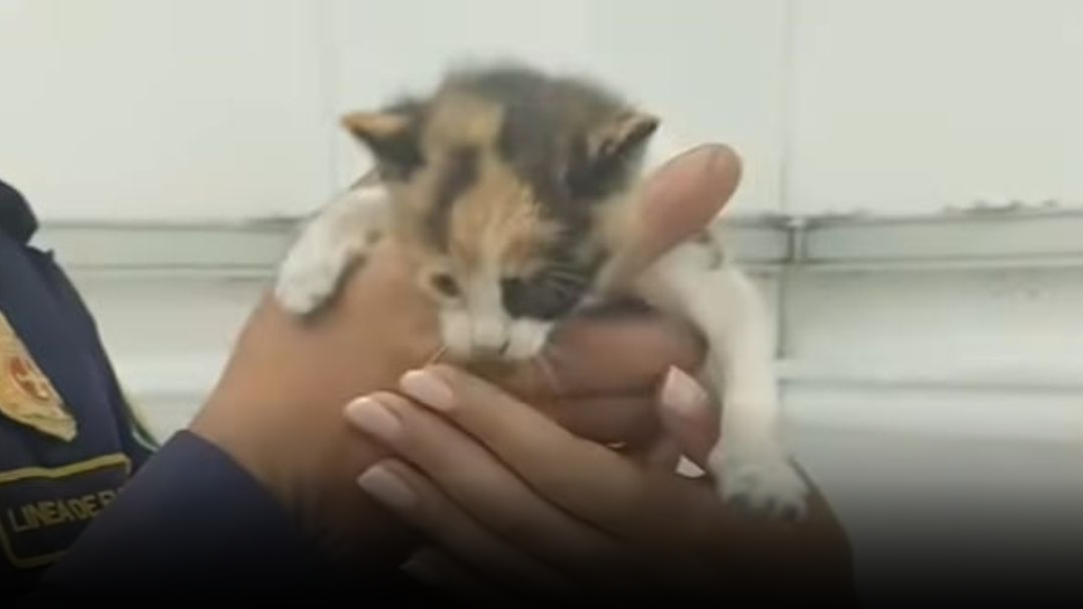 Rescatan con vida a gato bebé que estuvo atrapado tres días en una bodega
