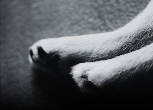 Envían a la cárcel a señalado por presunto caso de maltrato y muerte de un canino en Otanche