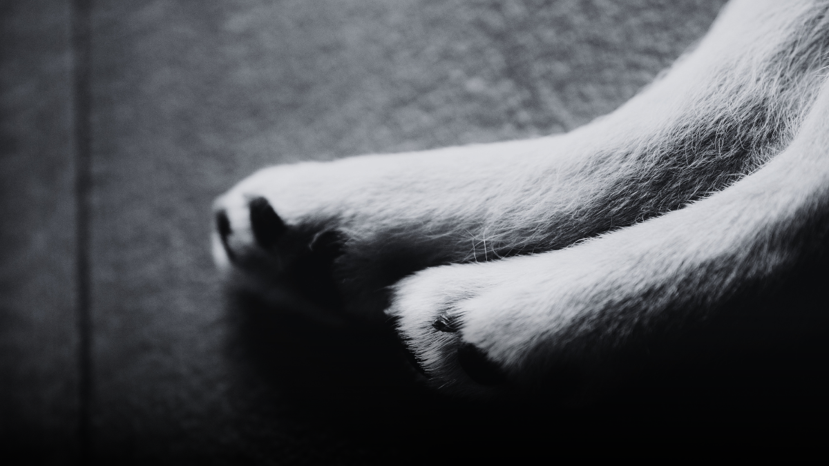 Envían a la cárcel a señalado por presunto caso de maltrato y muerte de un canino en Otanche