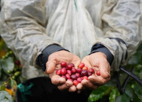 Producción de café en Colombia cae en abril y mantiene tendencia a la baja