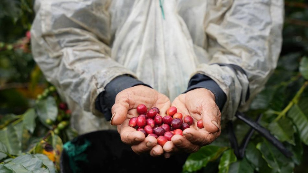 Producción de café en Colombia cae en abril y mantiene tendencia a la baja