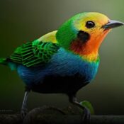 Colombia volvió a conquistar el mundo del avistamiento de aves con cifra histórica