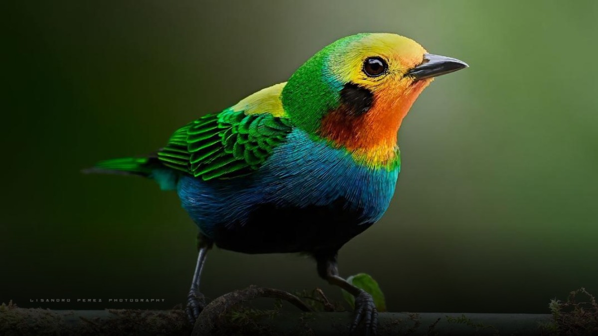 Colombia volvió a conquistar el mundo del avistamiento de aves con cifra histórica