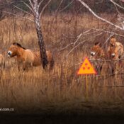 Chernóbil revive como refugio natural: estudio revela aumento de fauna silvestre en la zona de exclusión