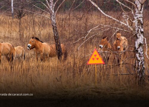 Chernóbil revive como refugio natural: estudio revela aumento de fauna silvestre en la zona de exclusión