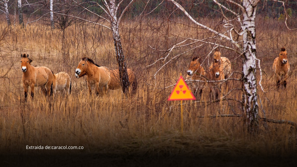 Chernóbil revive como refugio natural: estudio revela aumento de fauna silvestre en la zona de exclusión