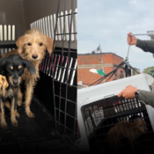 Cali aplica por primera vez la Ley Ángel y rescata tres perros en estado crítico