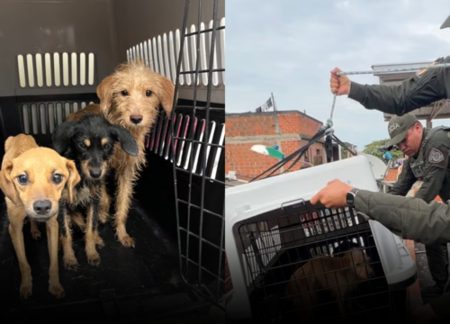 Cali aplica por primera vez la Ley Ángel y rescata tres perros en estado crítico Cali aplica por primera vez la Ley Ángel y rescata tres perros en estado crítico