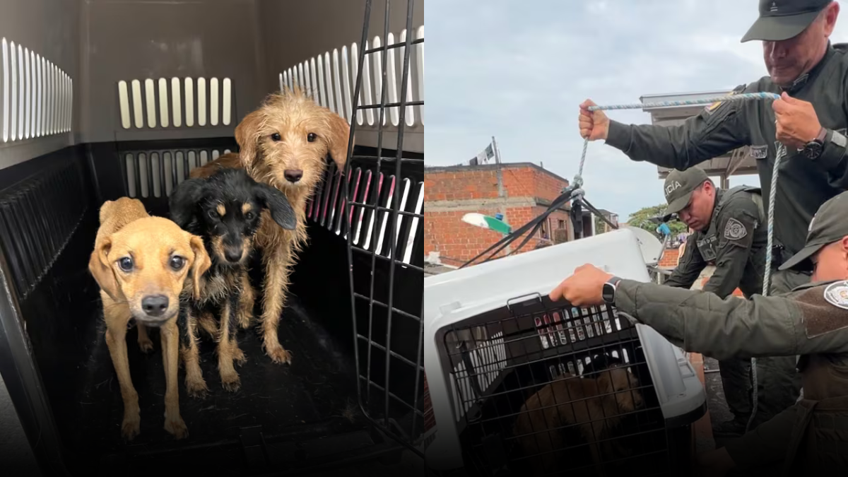 Cali aplica por primera vez la Ley Ángel y rescata tres perros en estado crítico