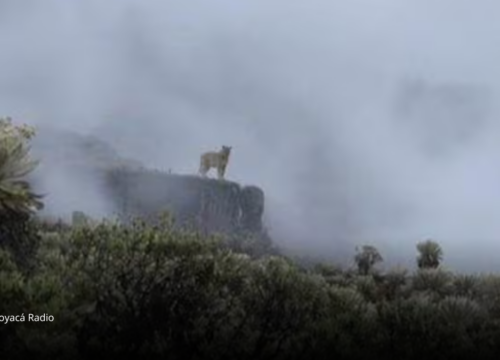 Puma reaparece entre la niebla del páramo de Pisba y sorprende a ambientalistas