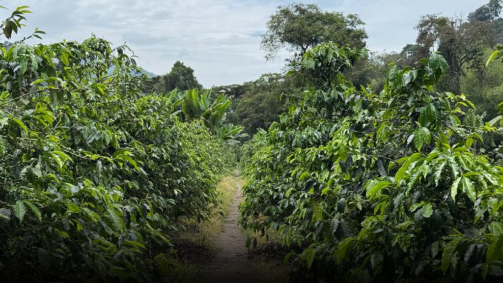 Cafeteros del Quindío en alerta por posible llegada del fenómeno de El Niño
