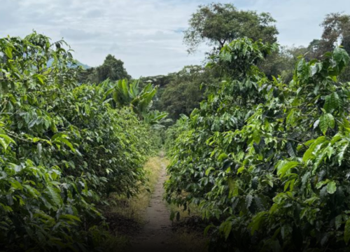 Cafeteros del Quindío en alerta por posible llegada del fenómeno de El Niño