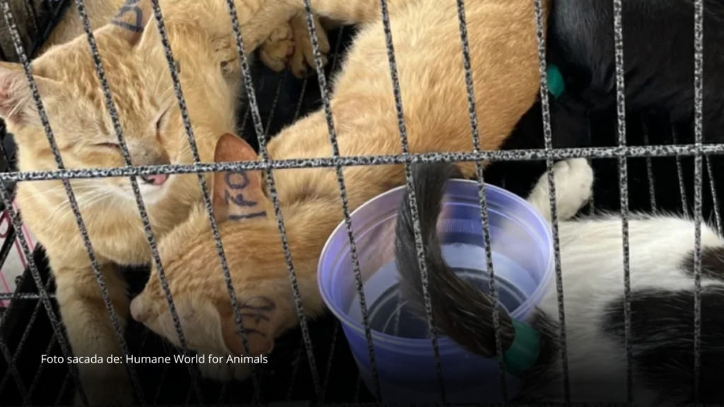 Rescatan cerca de 400 gatos y desmantelan red ilegal que operaba en Vietnam