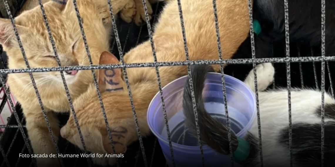 Rescatan cerca de 400 gatos y desmantelan red ilegal que operaba en Vietnam