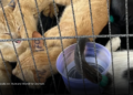 Rescatan cerca de 400 gatos y desmantelan red ilegal que operaba en Vietnam Rescatan cerca de 400 gatos y desmantelan red ilegal que operaba en Vietnam