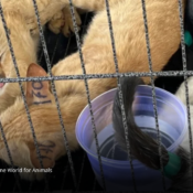 Rescatan cerca de 400 gatos y desmantelan red ilegal que operaba en Vietnam