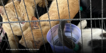 Rescatan cerca de 400 gatos y desmantelan red ilegal que operaba en Vietnam Rescatan cerca de 400 gatos y desmantelan red ilegal que operaba en Vietnam