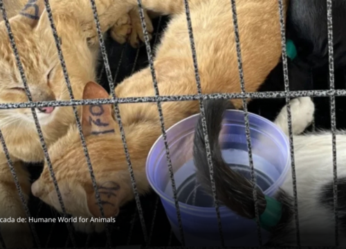 Rescatan cerca de 400 gatos y desmantelan red ilegal que operaba en Vietnam Rescatan cerca de 400 gatos y desmantelan red ilegal que operaba en Vietnam
