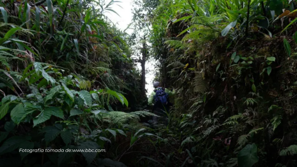La verdadera historia detrás de la «ciudad perdida» de la Amazonía