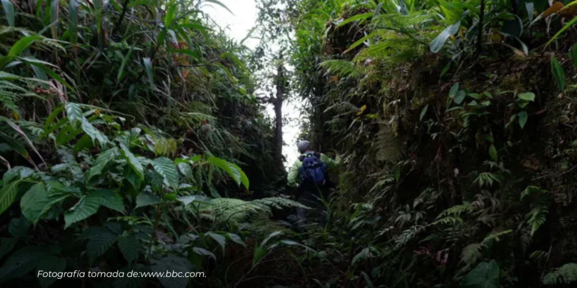 La verdadera historia detrás de la «ciudad perdida» de la Amazonía La verdadera historia detrás de la "ciudad perdida" de la Amazonía