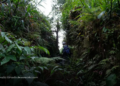 La verdadera historia detrás de la «ciudad perdida» de la Amazonía La verdadera historia detrás de la "ciudad perdida" de la Amazonía
