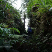 La verdadera historia detrás de la "ciudad perdida" de la Amazonía