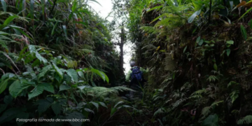 La verdadera historia detrás de la «ciudad perdida» de la Amazonía La verdadera historia detrás de la "ciudad perdida" de la Amazonía