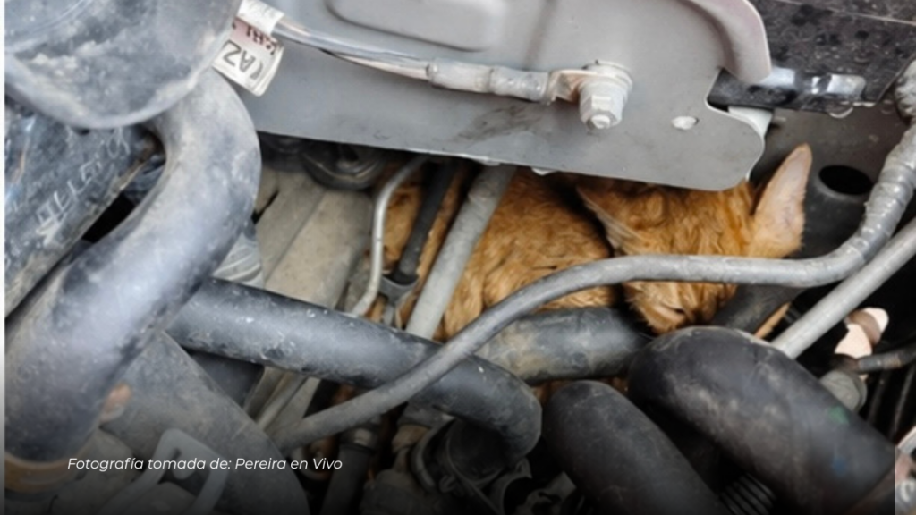 Bomberos rescataron una mascota en San Carlos, La Virginia