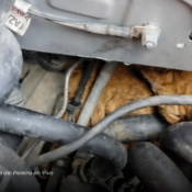 Bomberos rescataron una mascota en San Carlos, La Virginia