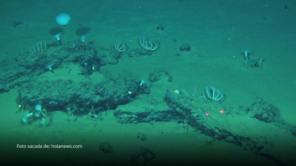 Descubren en el océano Índico el mayorcementerio de ballenas jamás registrado
