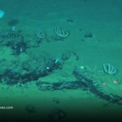 Descubren en el océano Índico el mayorcementerio de ballenas jamás registrado