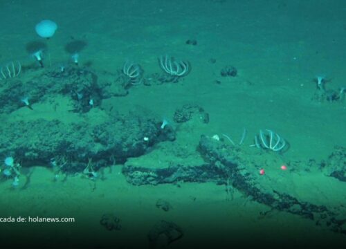 Descubren en el océano Índico el mayorcementerio de ballenas jamás registrado Descubren en el océano Índico el mayorcementerio de ballenas jamás registrado