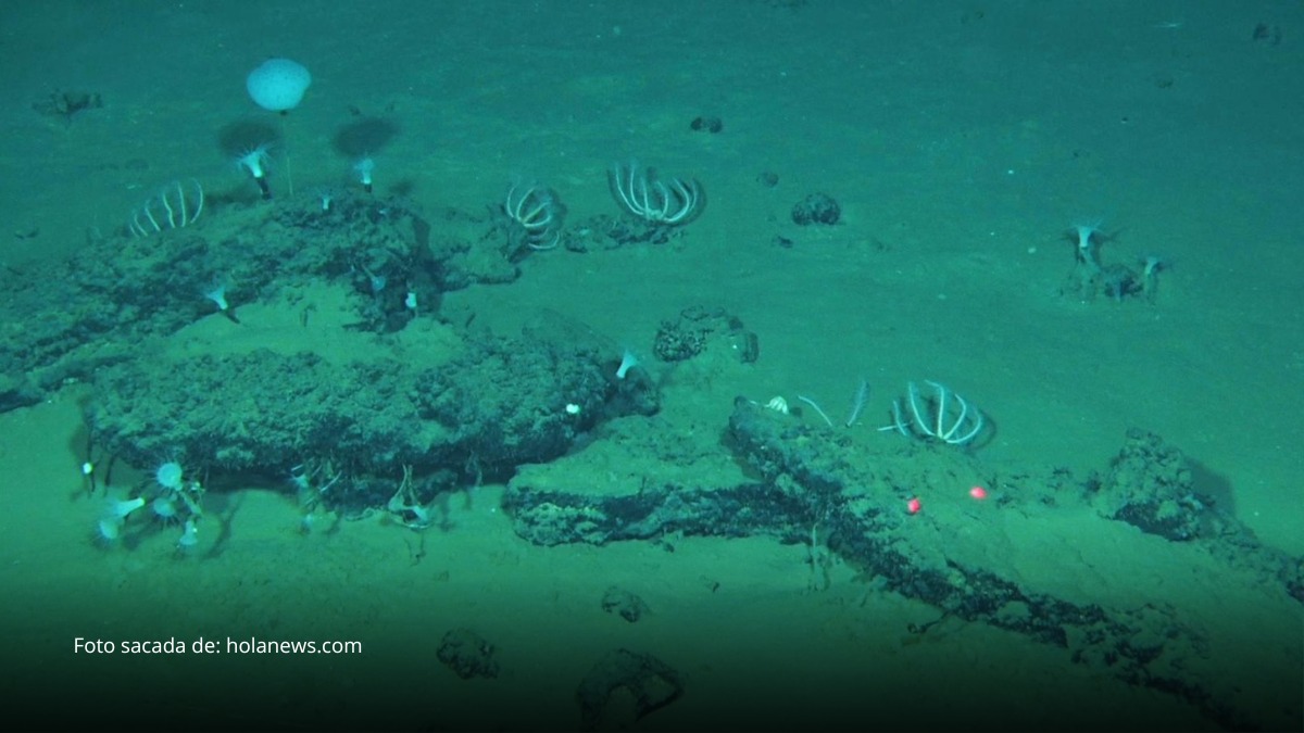 Descubren en el océano Índico el mayorcementerio de ballenas jamás registrado