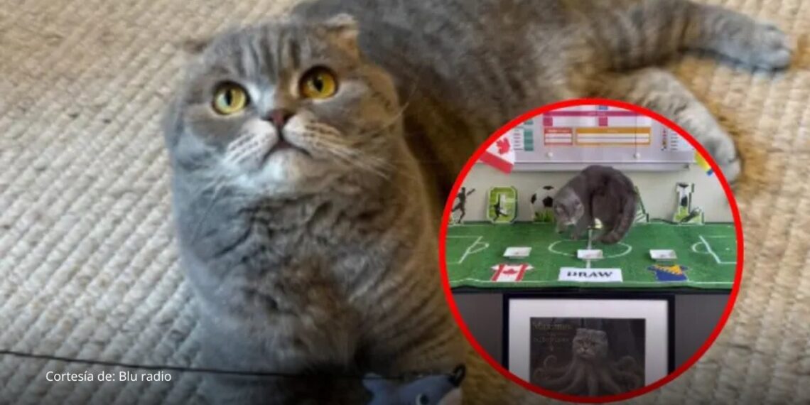 Gato belga se vuelve viral por sus predicciones del Mundial 2026 Gato belga se vuelve viral por sus predicciones del Mundial 2026