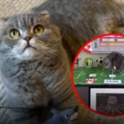 Gato belga se vuelve viral por sus predicciones del Mundial 2026
