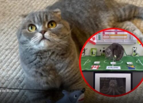 Gato belga se vuelve viral por sus predicciones del Mundial 2026 Gato belga se vuelve viral por sus predicciones del Mundial 2026