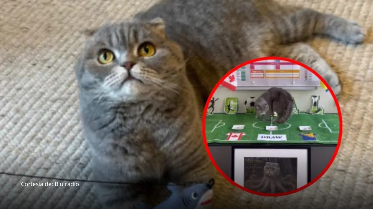Gato belga se vuelve viral por sus predicciones del Mundial 2026