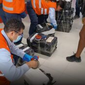 Autoridades decomisan carne de armadillo en aeropuerto de Cali