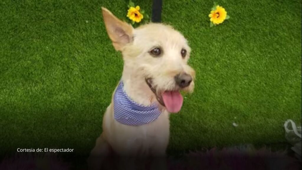 Ibagué incluirá por primera vez un reinado canino en las fiestas sampedrinas
