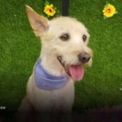 Ibagué incluirá por primera vez un reinado canino en las fiestas sampedrinas