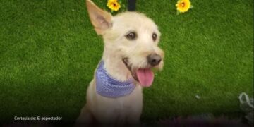 Ibagué incluirá por primera vez un reinado canino en las fiestas sampedrinas