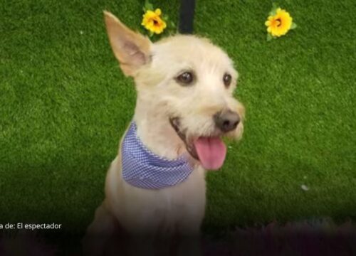 Ibagué incluirá por primera vez un reinado canino en las fiestas sampedrinas Ibagué incluirá por primera vez un reinado canino en las fiestas sampedrinas